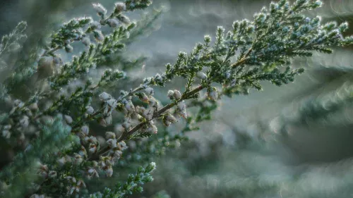 Verão gaúcho tem geada e temperaturas de 1°C em pleno janeiro