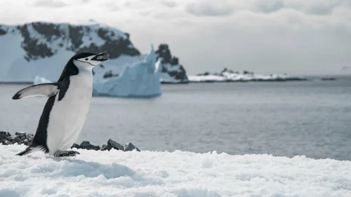Antártida registra recorde de temperatura e redução histórica de gelo marinho