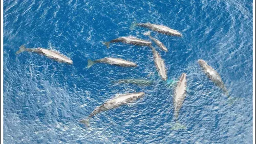 Cientistas registram pela primeira vez parto de baleia-cachalote com ajuda de outras fêmeas