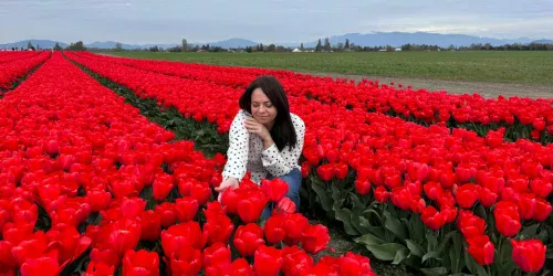 Maior festival de tulipas dos EUA atrai visitantes com preços acessíveis no noroeste