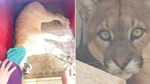 Onça-parda invade condomínio de luxo em Uberlândia e é capturada após 3 horas