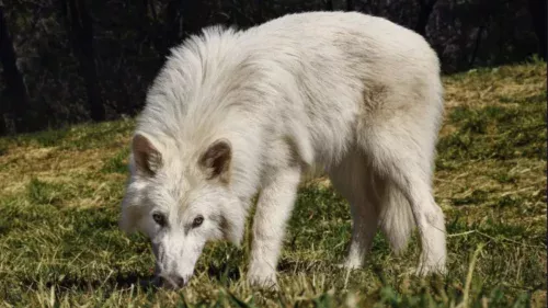 Empresa cria biobanco nos Emirados Árabes para salvar espécies ameaçadas