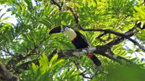 Amapá lança Junho Verde com corrida e jogos de lama; saiba como participar