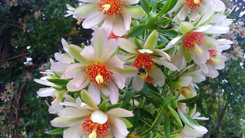 Anvisa proíbe venda de suplementos alimentares irregulares e apreende produtos