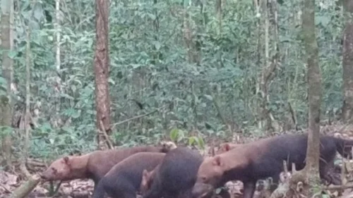 Armadilha fotográfica flagra matilha de cachorro-vinagre no Brasil