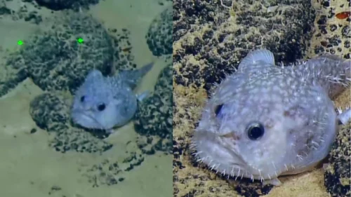 Peixe com "rosto mal-humorado" viraliza após ser filmado em expedição nos EUA