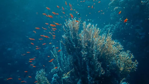 Fossa das Marianas abriga vida em condições extremas a quase 11 mil metros de profundidade