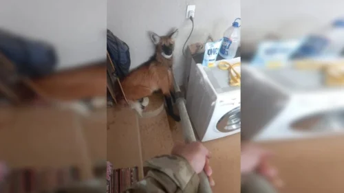 Polícia Ambiental resgata lobo-guará em lavanderia de casa no Distrito Federal
