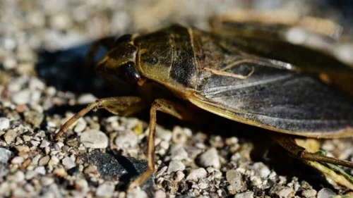 Barata gigante devora sapos, patos e até cobras em estudo australiano