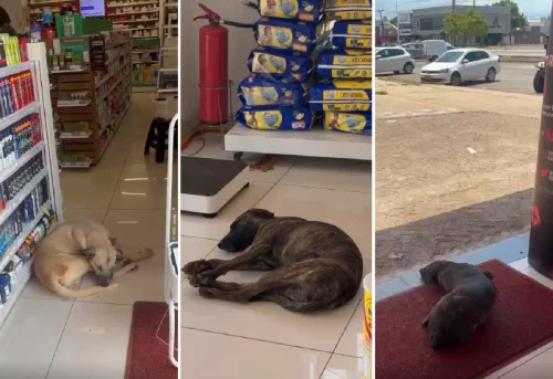 Cães de rua buscam refúgio em farmácias com ar-condicionado em Palmas