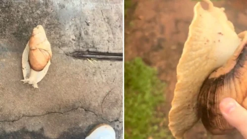 Caracol gigante assusta moradora em casa de região com mata no interior