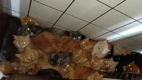 Chocante: Justiça manda retirar 119 gatos de apartamento de idosa em SC; entenda o drama