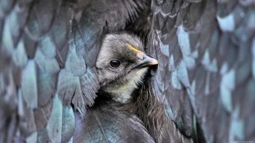 Gripe aviária causa abate de quase 9 milhões de aves e ameaça biodiversidade global