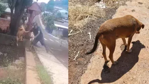 Homem é preso por jogar cachorro em riacho no Paraná após investigação da Polícia Civil