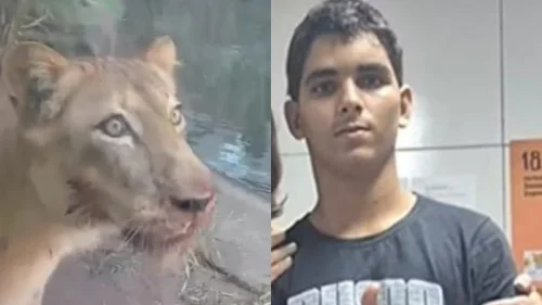 Jovem atacado por leoa morreu de choque hemorrágico, aponta laudo do IPC