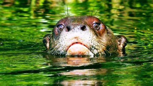 Maior predador aquático da América do Sul é redescoberto após 40 anos no Rio Negro