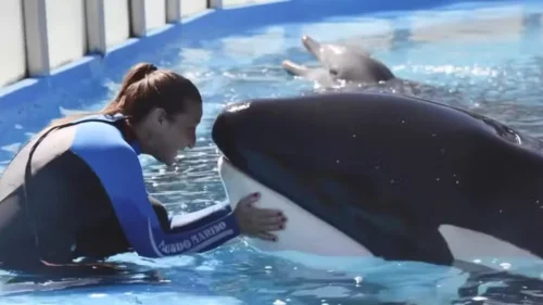 Orca mantida em cativeiro por 33 anos morre em aquário argentino