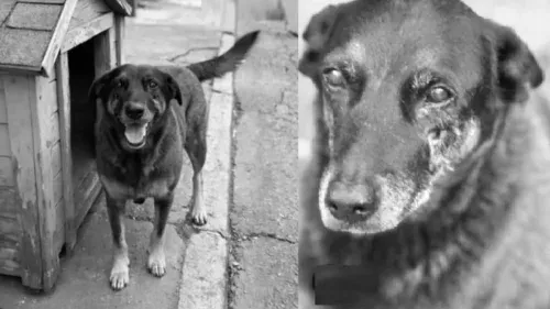 Polícia conclui inquérito sobre morte de cão Orelha e maus-tratos a animais em SC